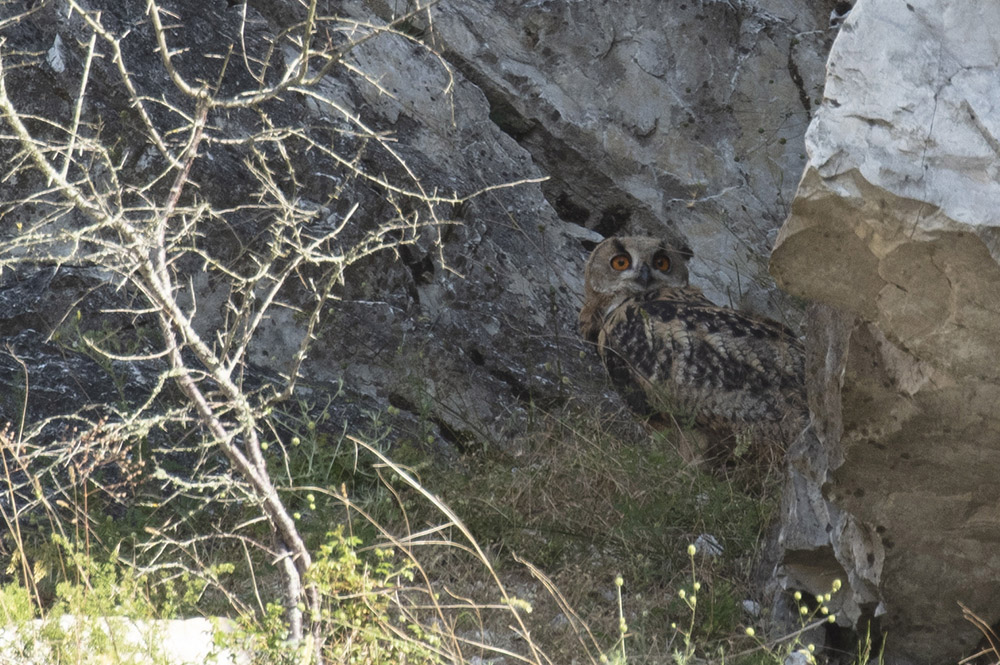 Eurasian Eagle-Owl