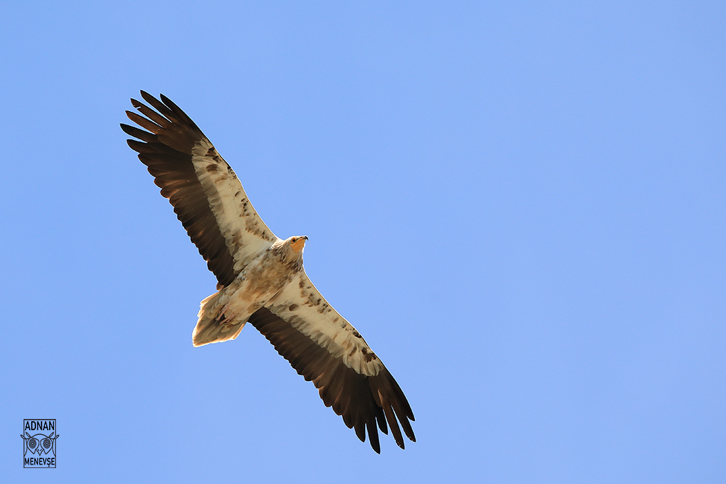 Egyptian Vulture