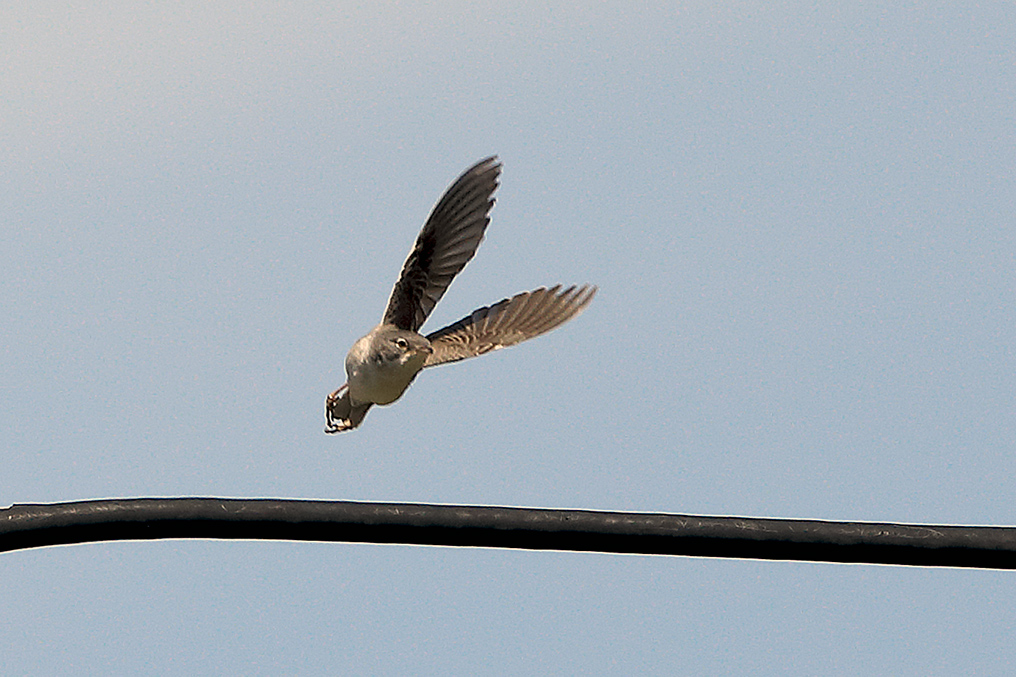 Common Whitethroat