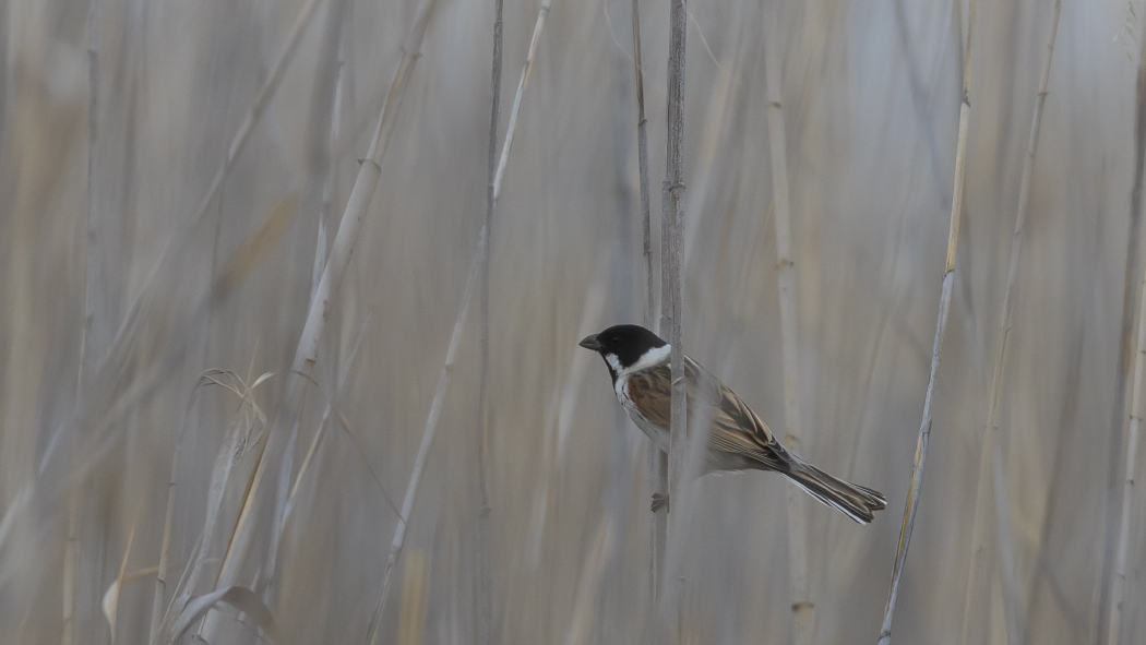 Common Reed Bunting