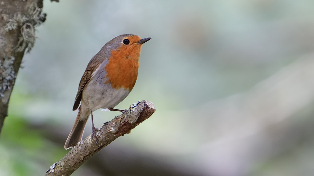 European Robin