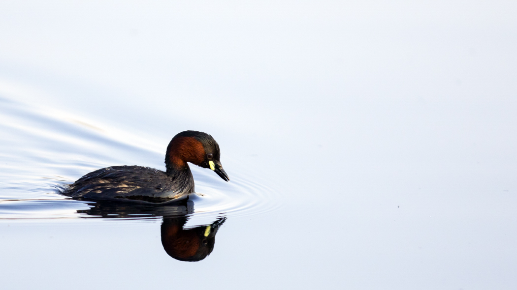 Little Grebe