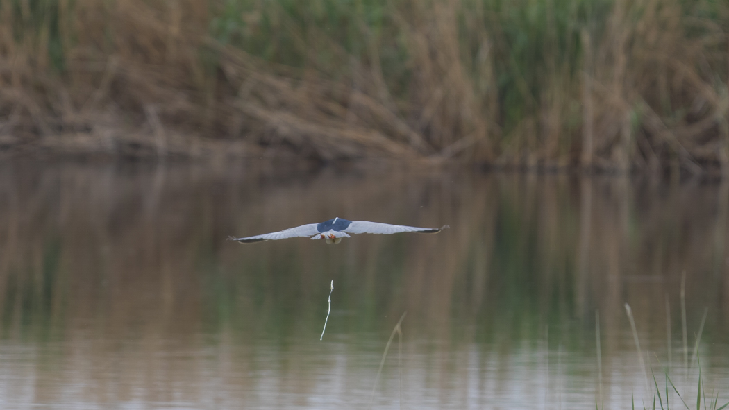 Black-crowned Night Heron