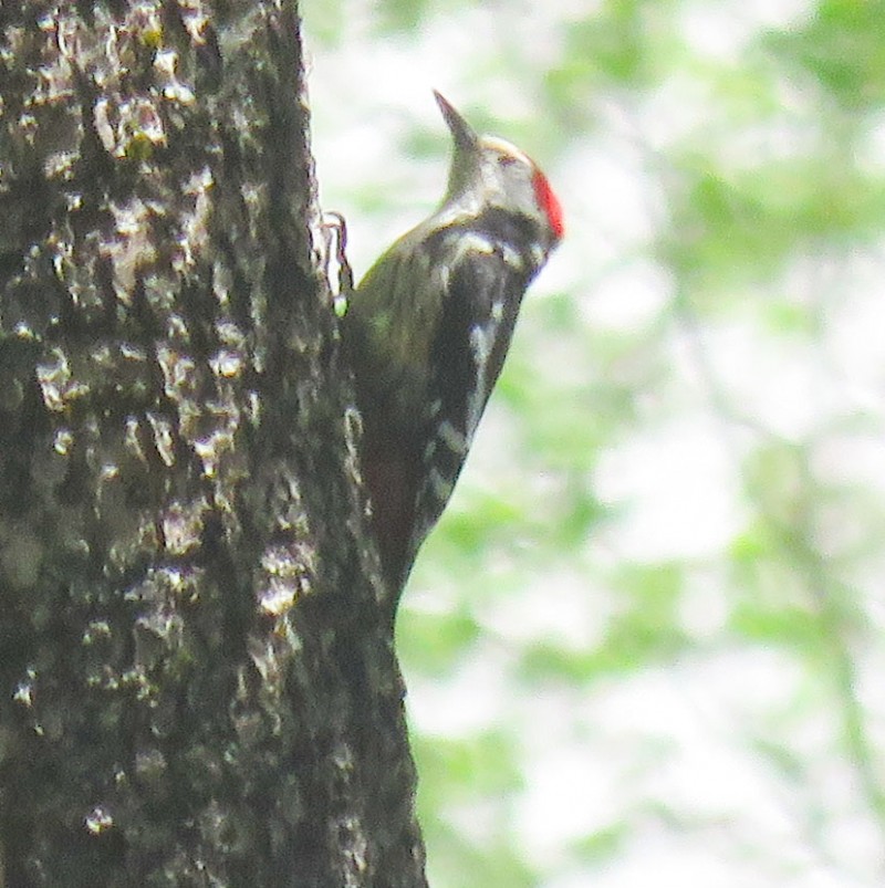 Middle Spotted Woodpecker