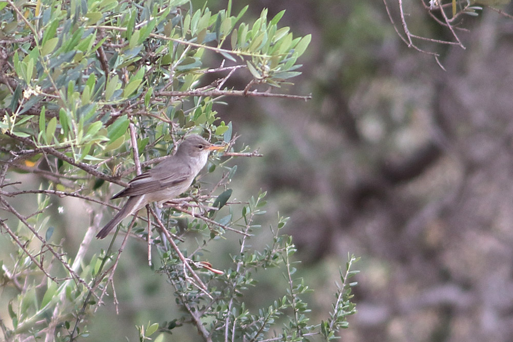 Olive-tree Warbler