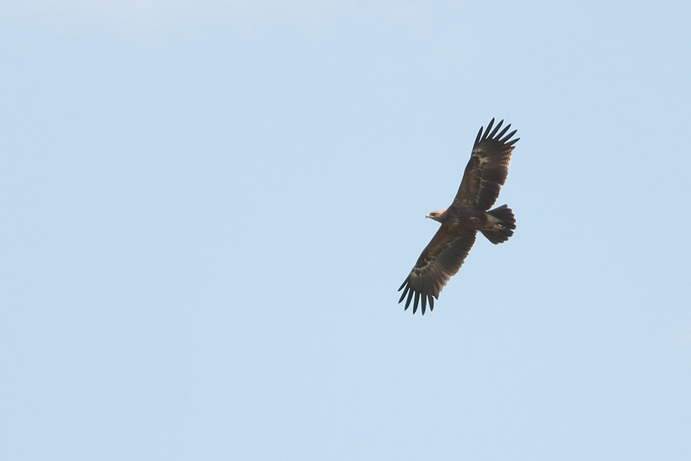 Lesser Spotted Eagle