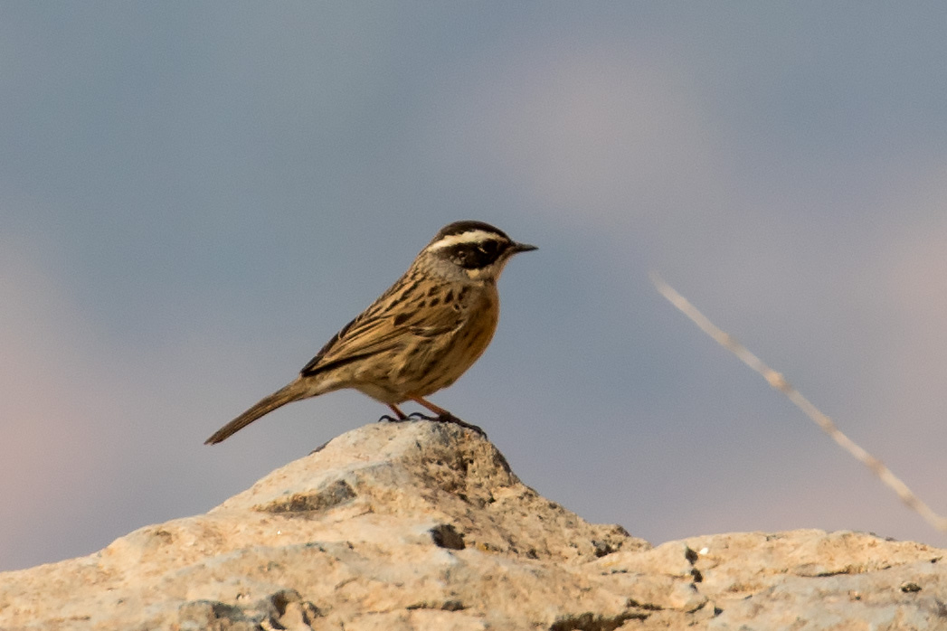 Radde`s Accentor