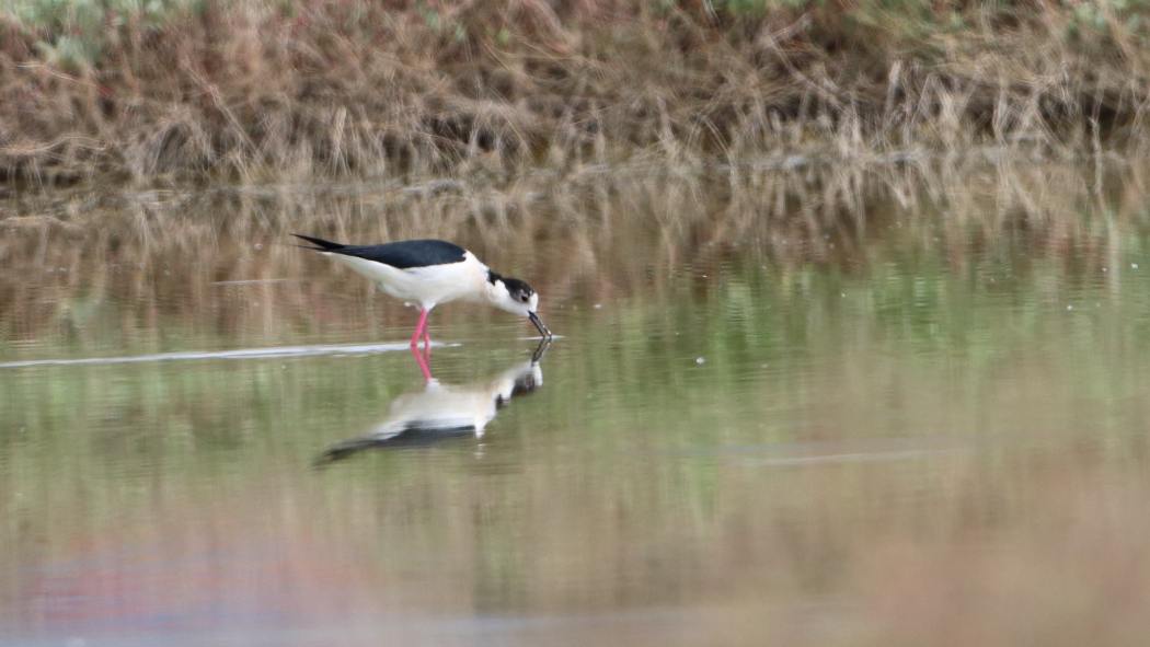 Black-winged Stilt