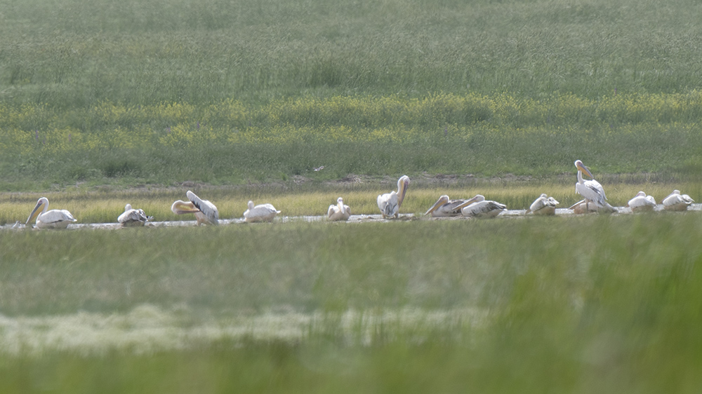 Great White Pelican