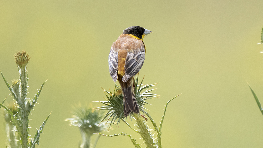 Black-headed Bunting