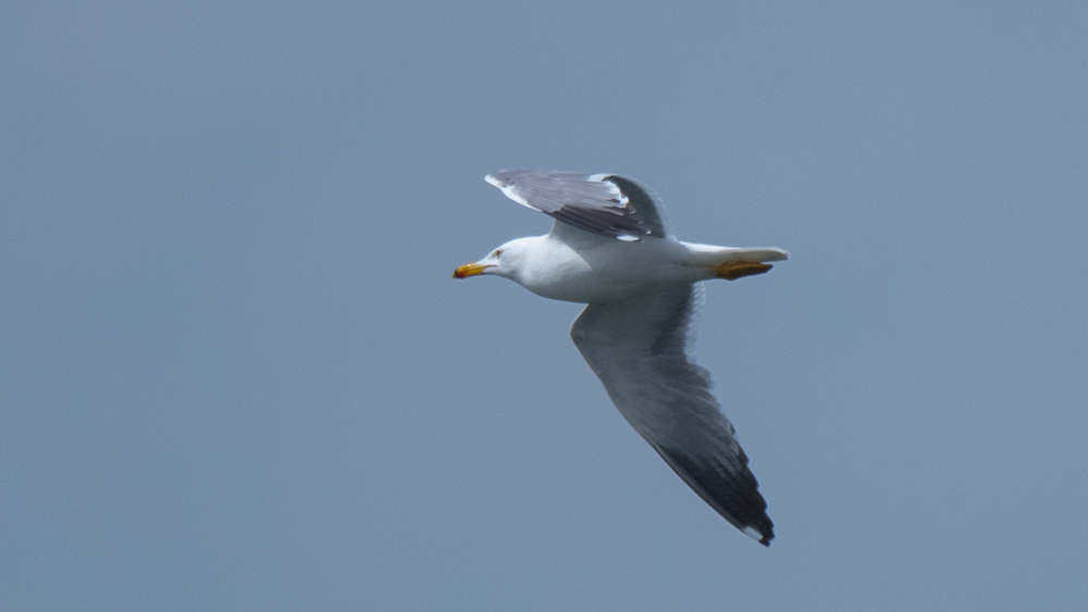 Armenian Gull
