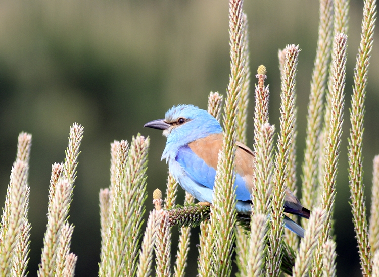 European Roller