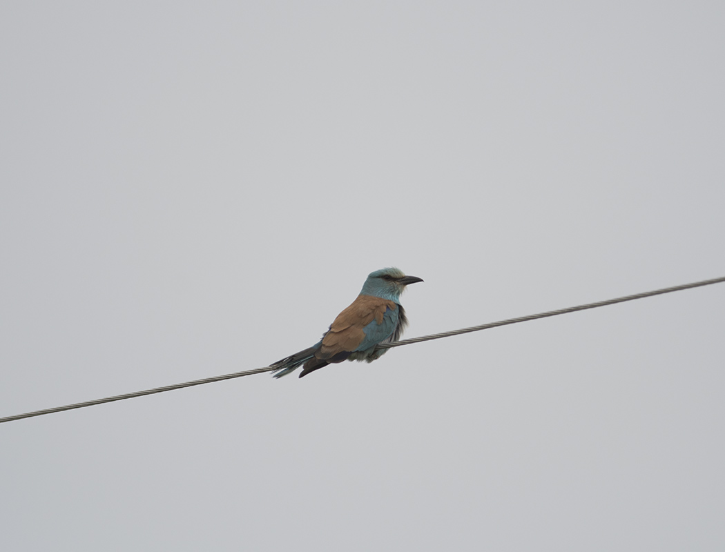 European Roller