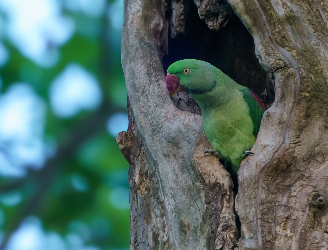 Alexandrine Parakeet