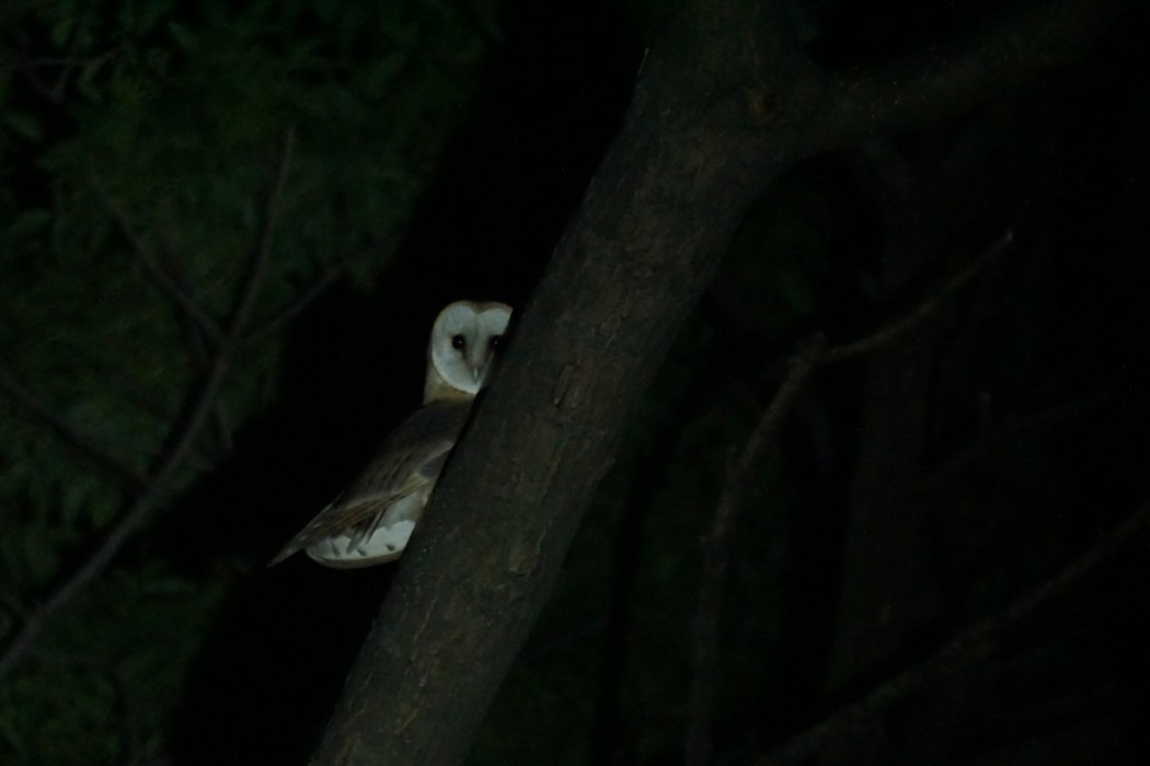 Western Barn Owl