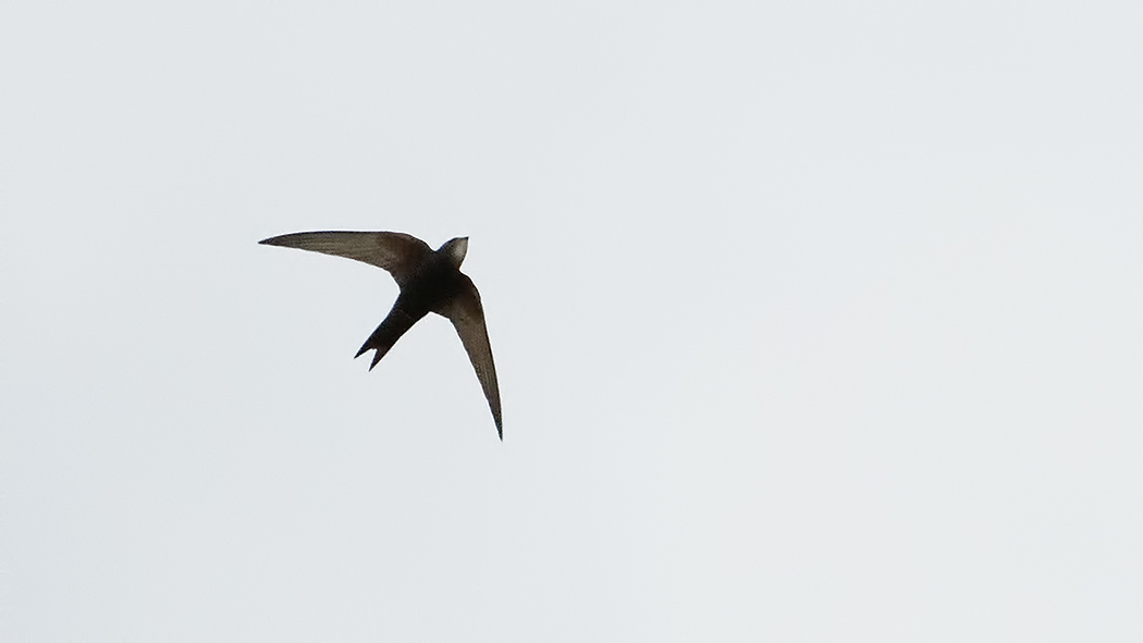 Common Swift