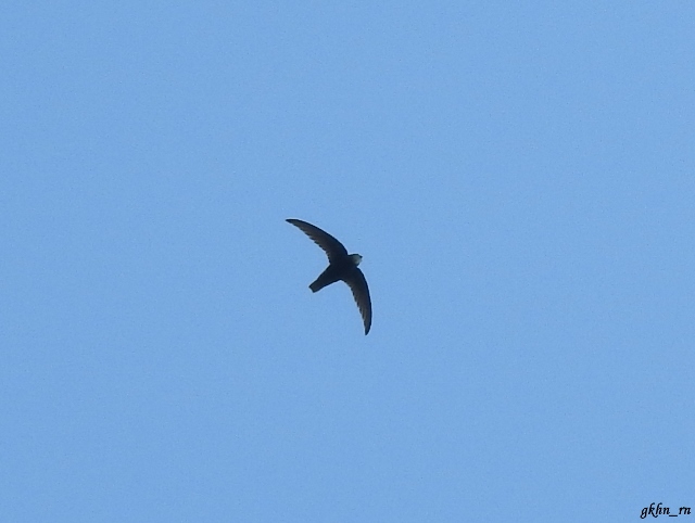 Little Swift