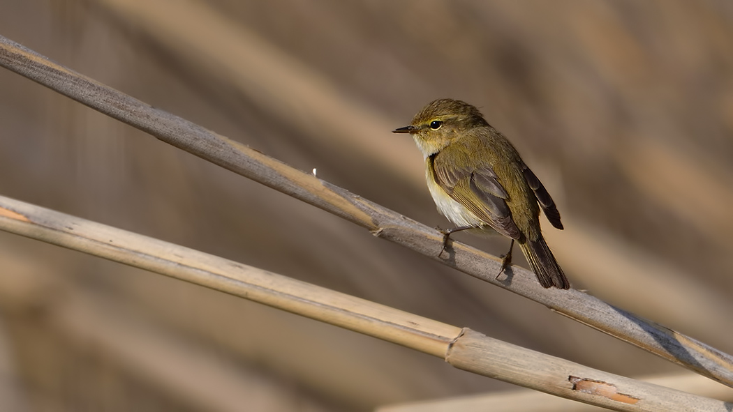 Common Chiffchaff