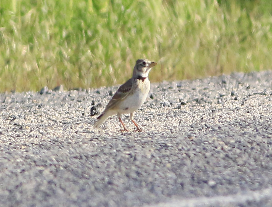Calandra Lark