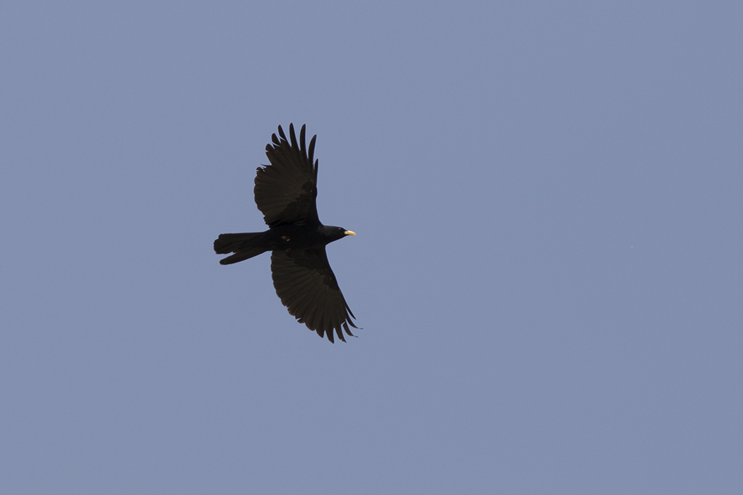 Alpine Chough