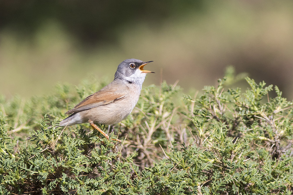 Spectacled Warbler