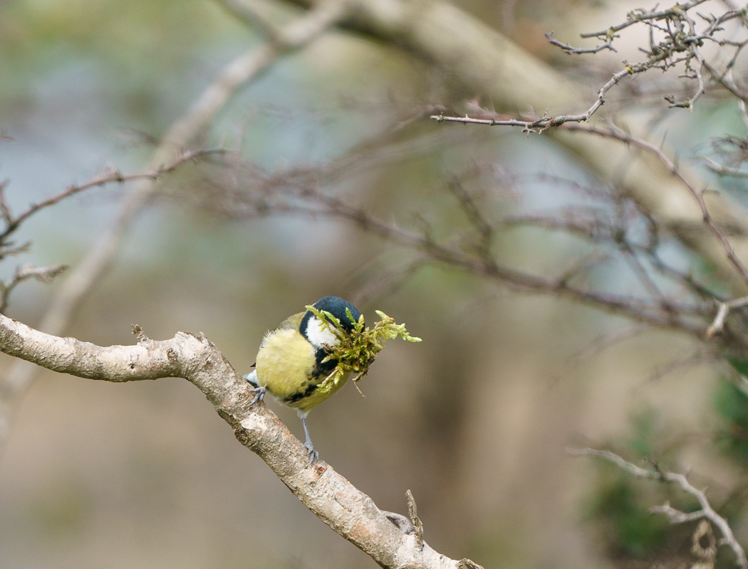 Great Tit