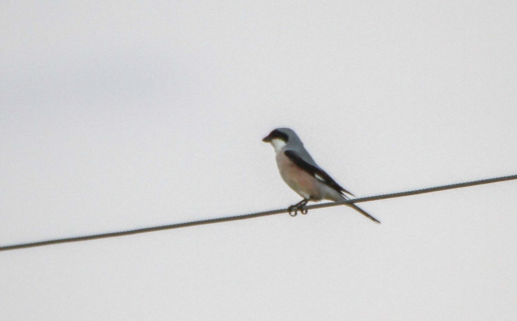 Lesser Grey Shrike