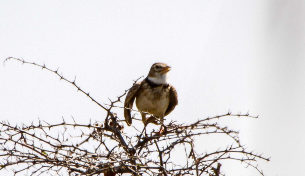 Calandra Lark