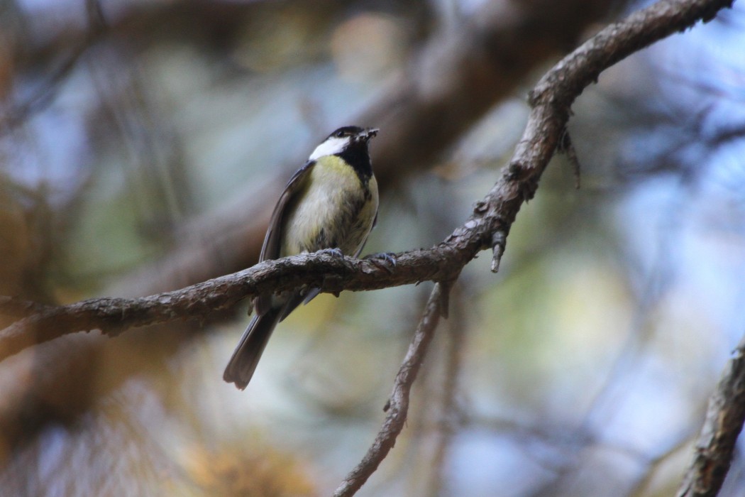 Great Tit