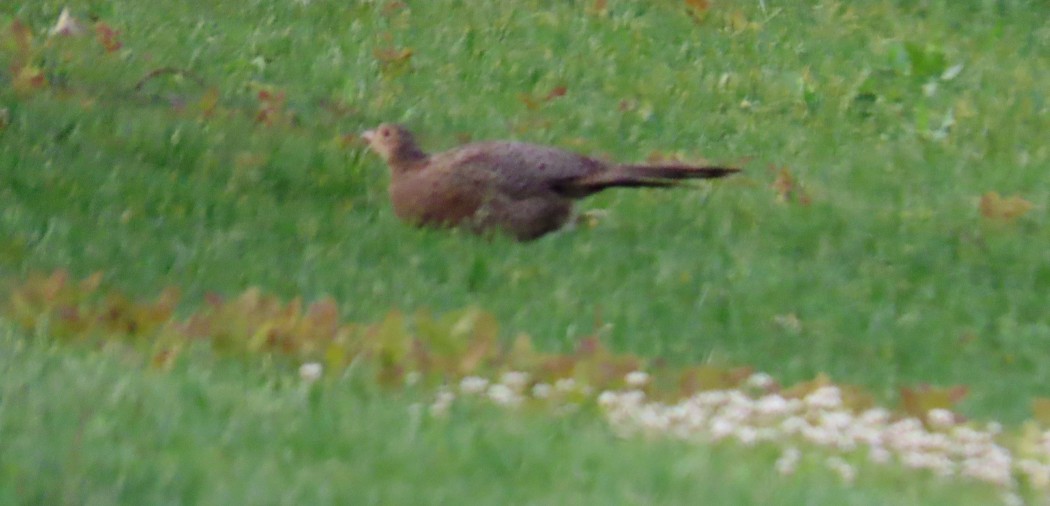 Common Pheasant