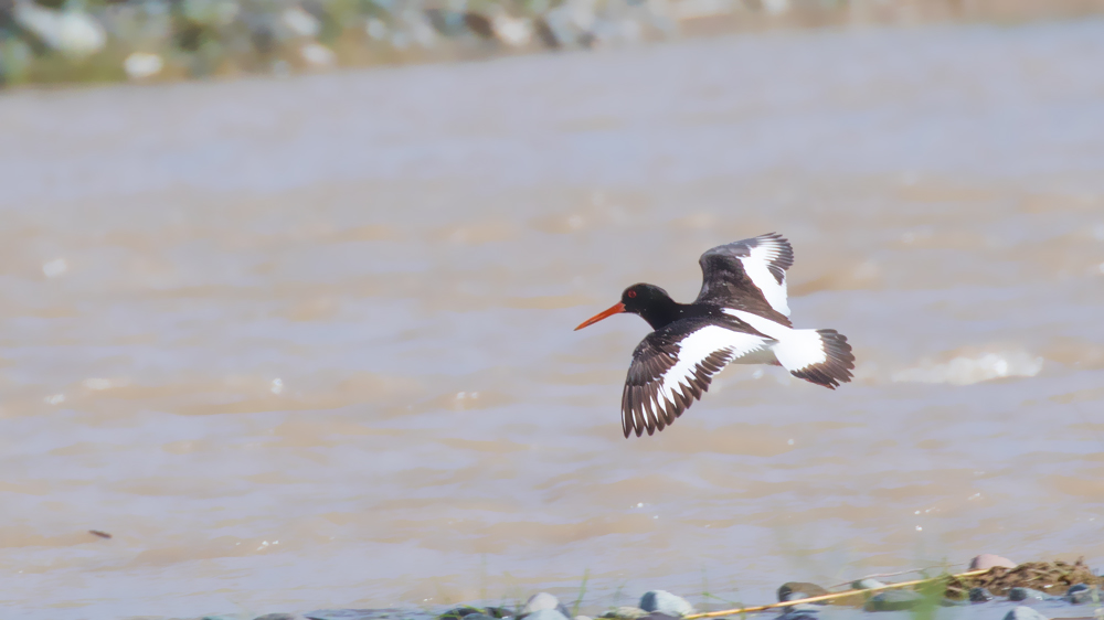 Eurasian Oystercatcher