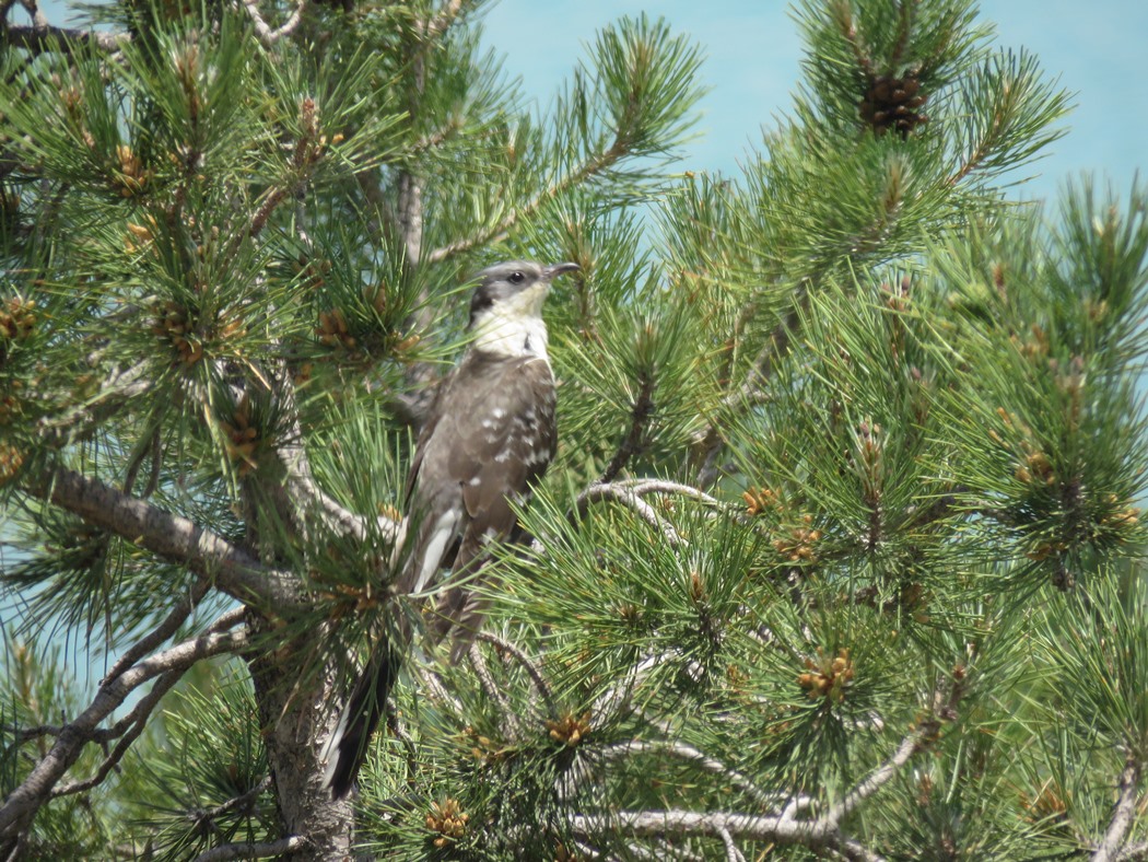 Great Spotted Cuckoo