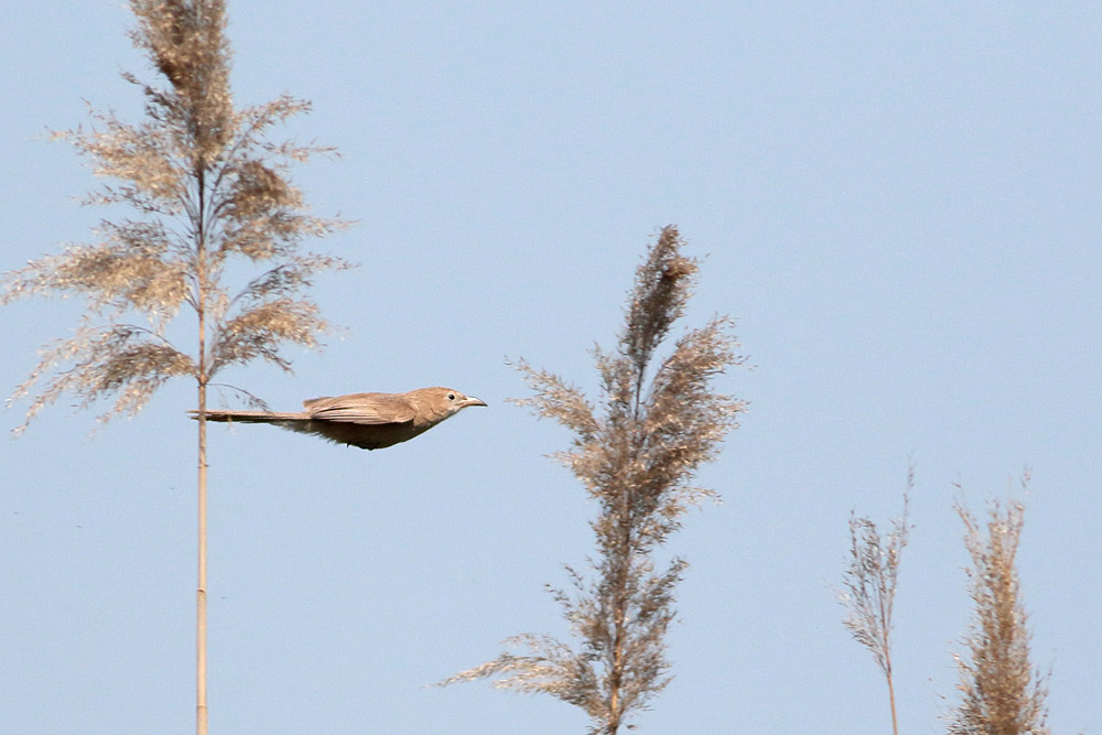 Iraq Babbler