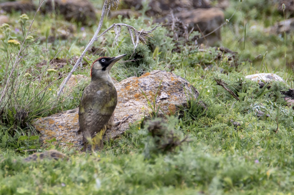 European Green Woodpecker