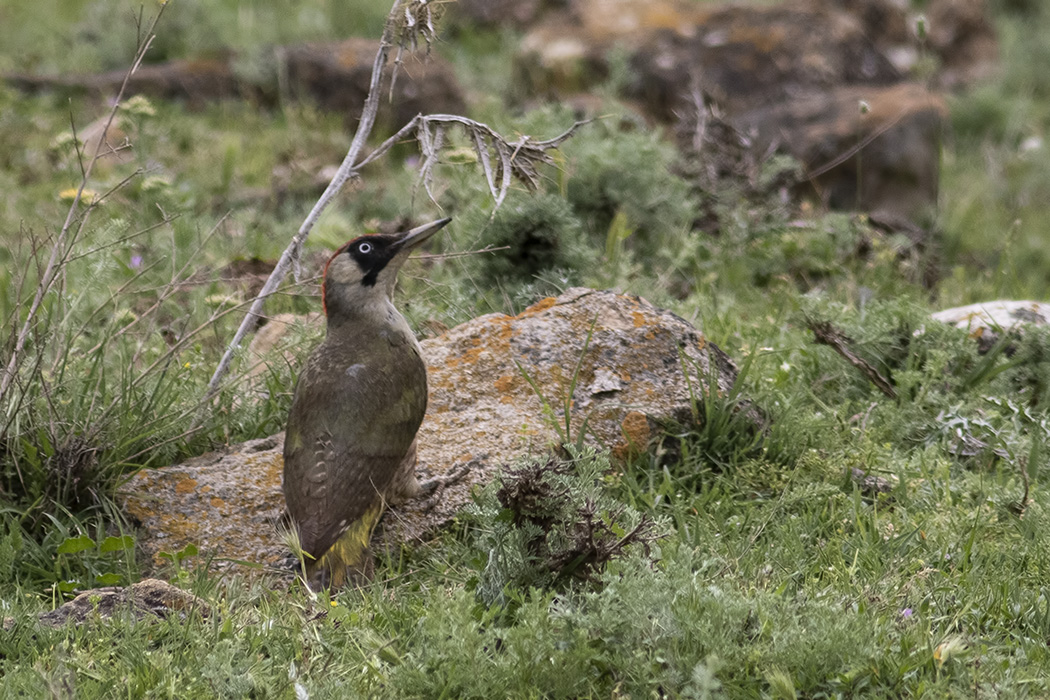 European Green Woodpecker