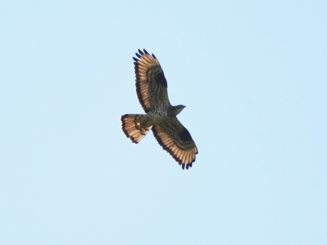 European Honey Buzzard