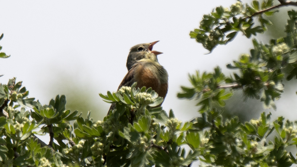 Ortolan Bunting