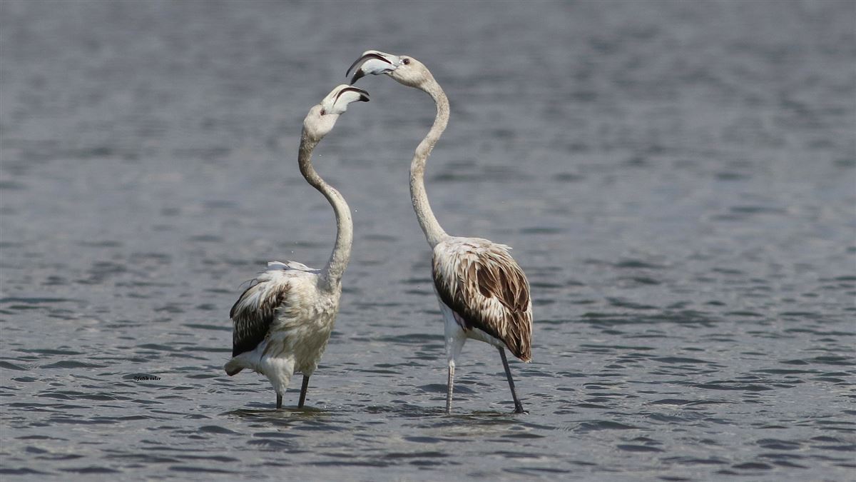 Flamingo