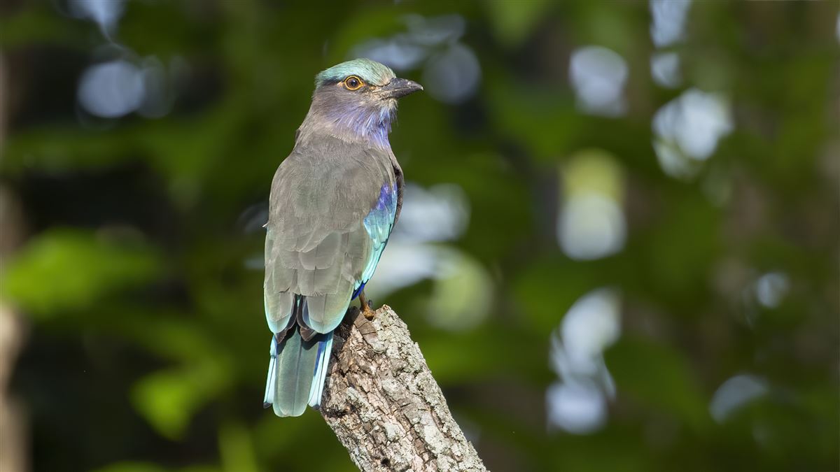 Indian Roller