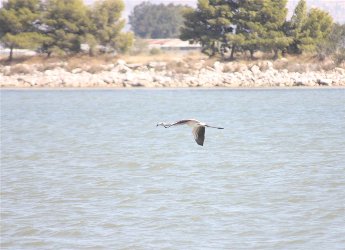 Flamingo