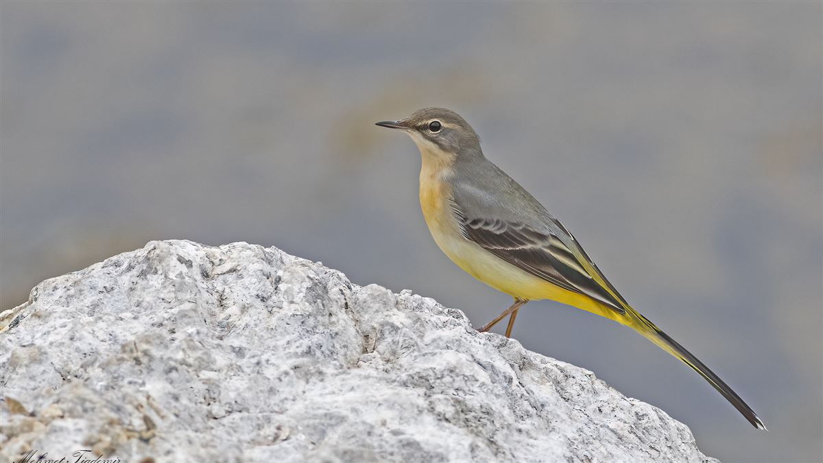 Dağ Kuyruksallayanı