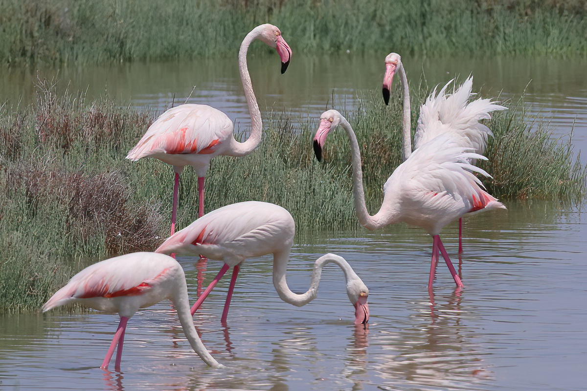 Flamingo