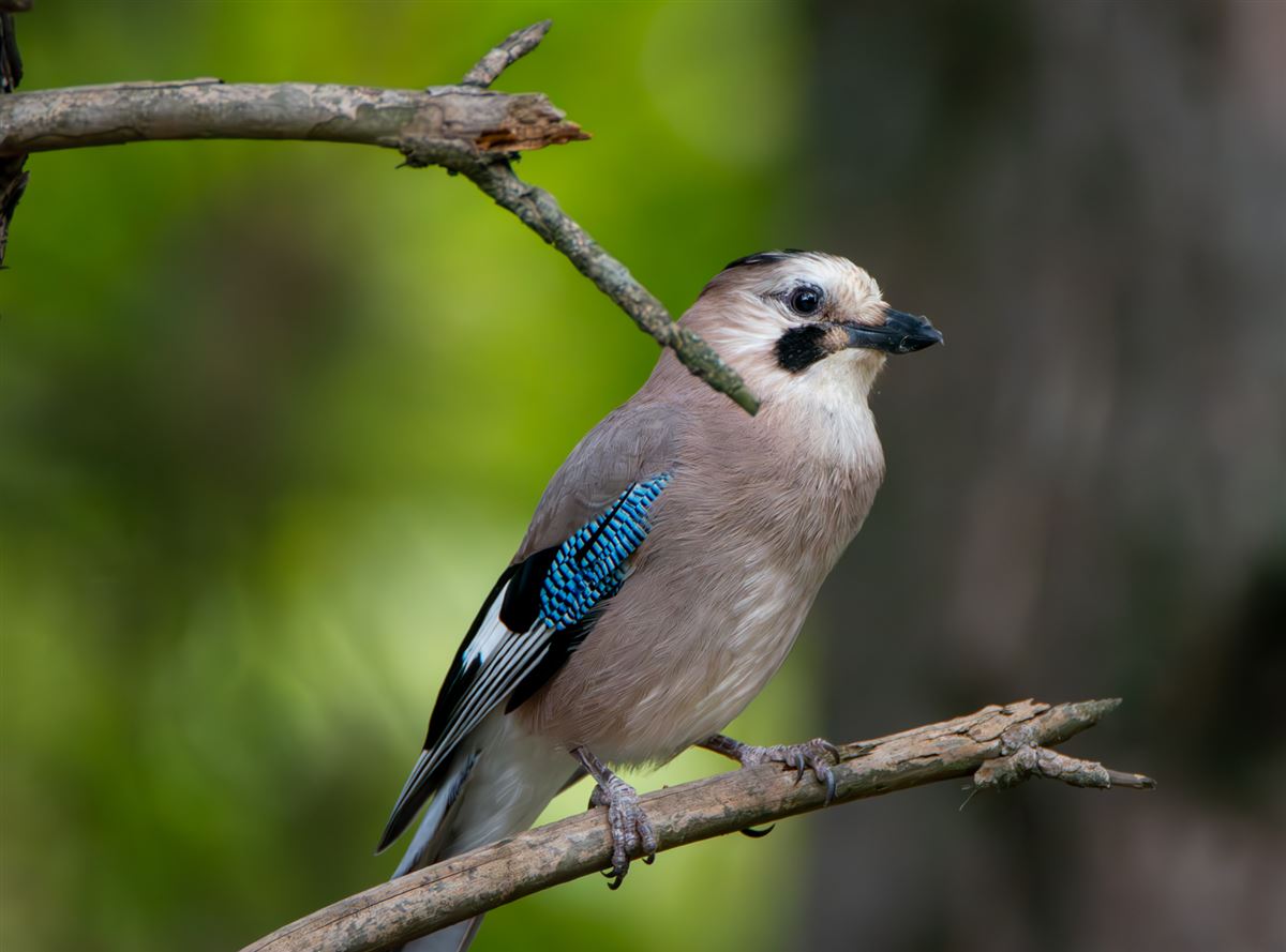Alakarga