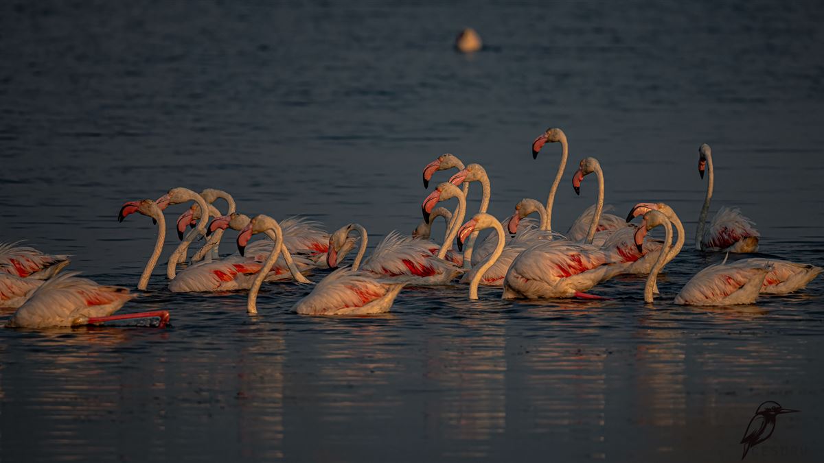 Flamingo