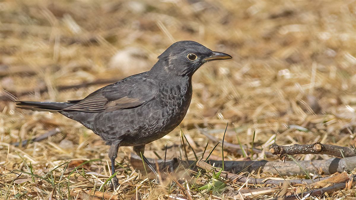 Karatavuk