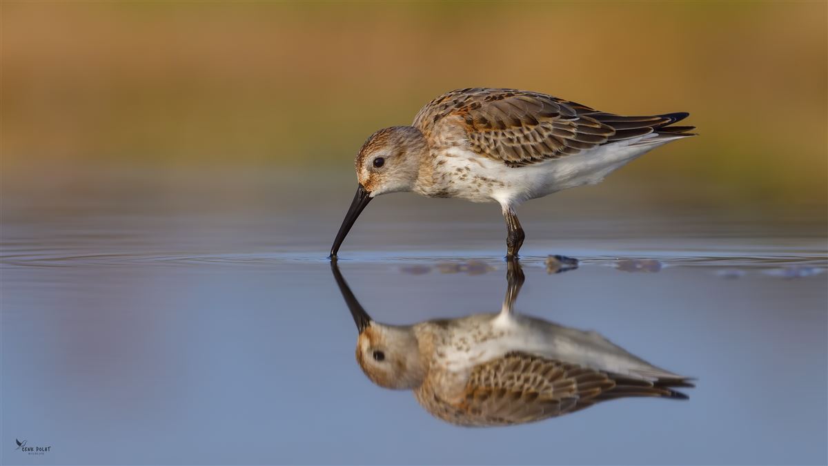 Karakarınlı Kumkuşu