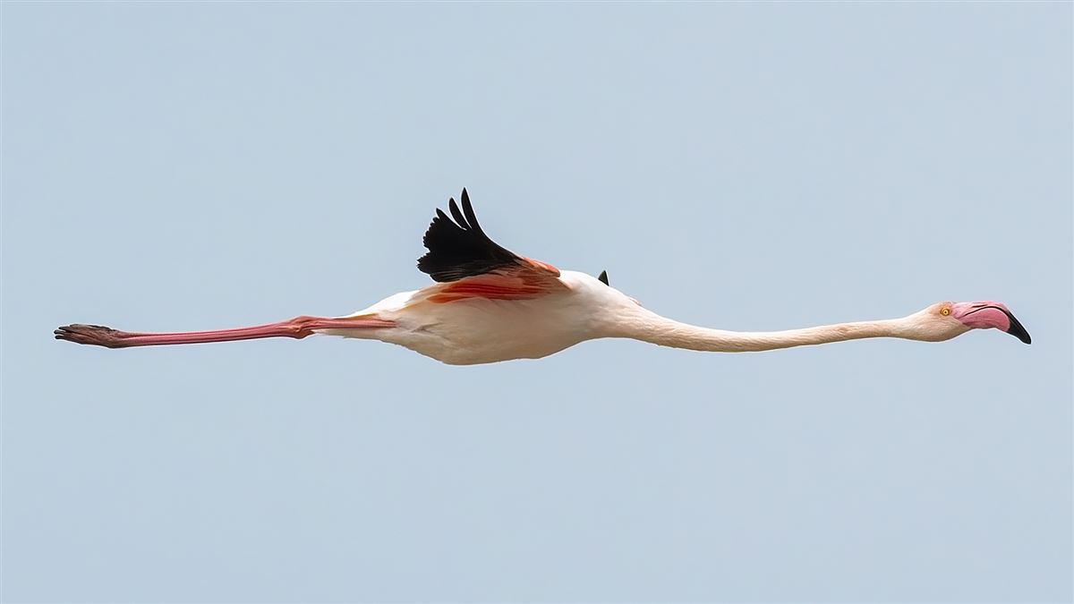 Flamingo