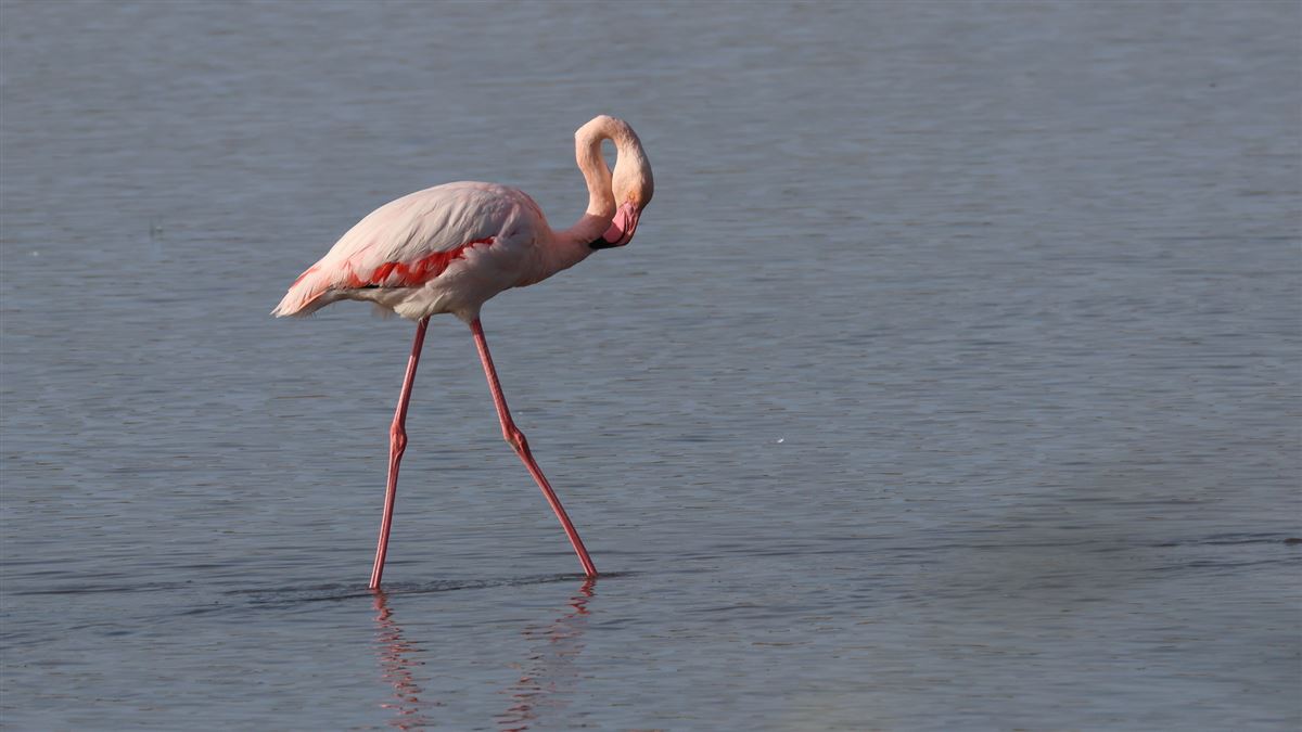 Flamingo