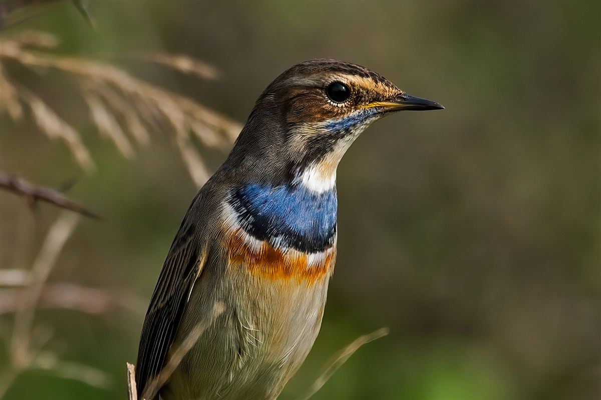 Mavigerdan