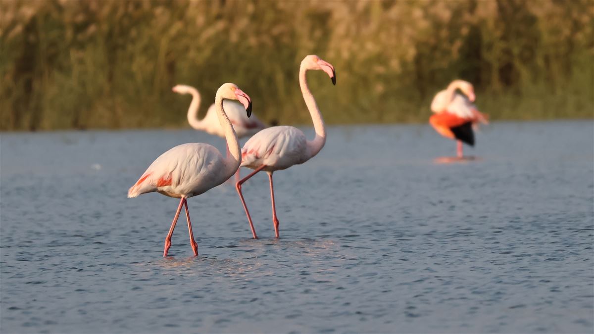 Flamingo